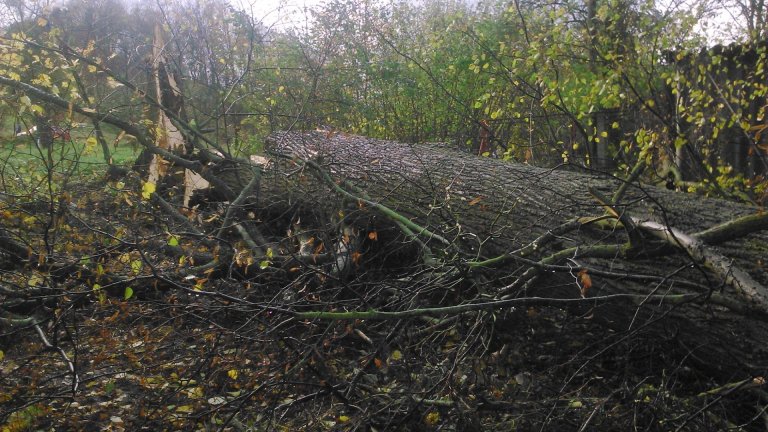 Jeden ze stromů, který nevydržel řádění větru