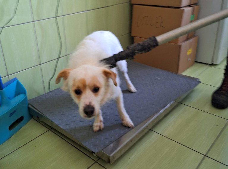 V sobotu 27.01.2024 v 17.50 hodin byl odchycen v Teplicích  nad Bečvou u vlakového nádraží pes – kříženec špice bílé barvy. Pes byl odvezen do psího útulku v Olomouci.