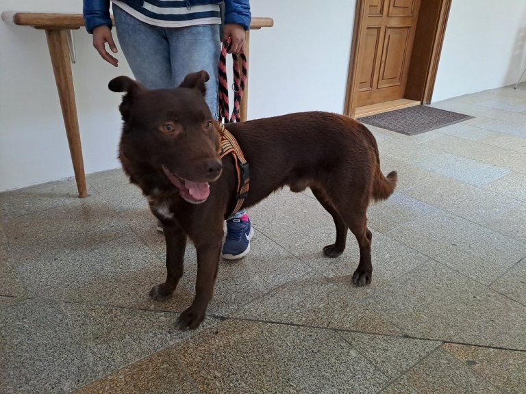 Strážníci městské policie odchytili dopoledne 15.2.2024 na Masarykově náměstí psa střední velikosti tmavě hnědé barvy. Pes byl 17.2.2024 odvezen do psího útulku v Olomouci.