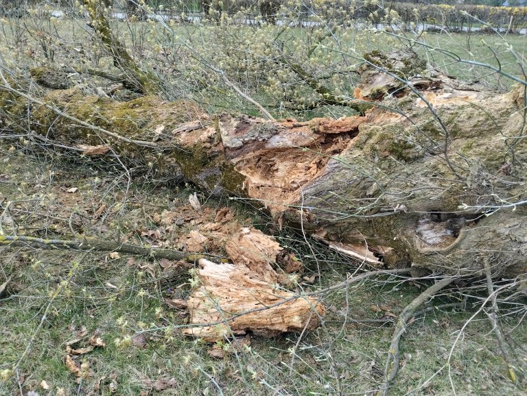 Kácené stromy byly ve špatném stavu