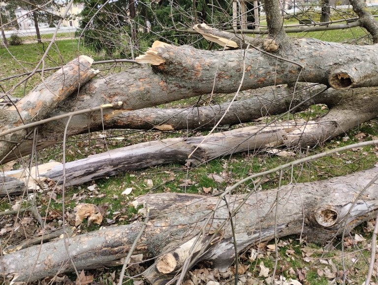 Kácené stromy byly ve špatném stavu