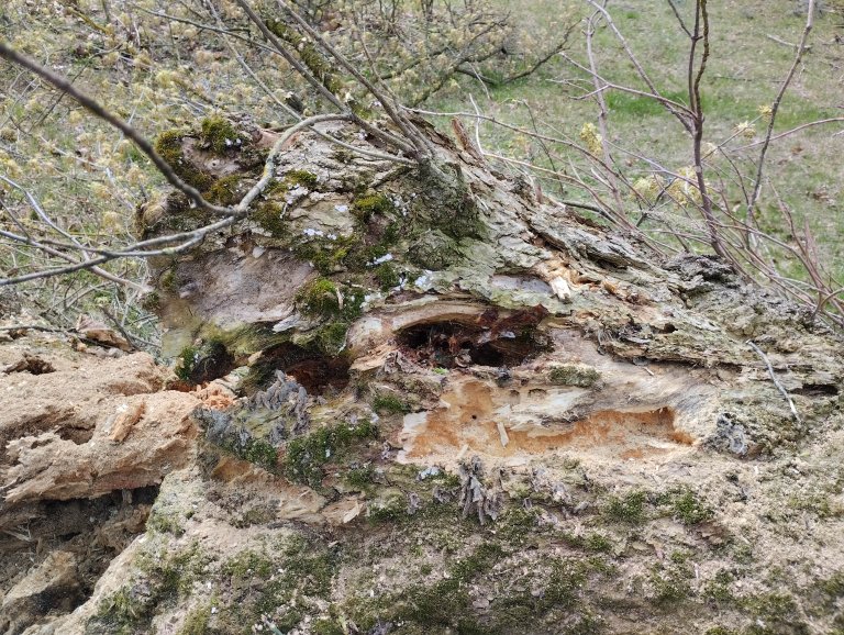 Kácené stromy byly ve špatném stavu