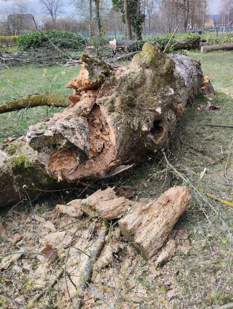 Kácené stromy byly ve špatném stavu