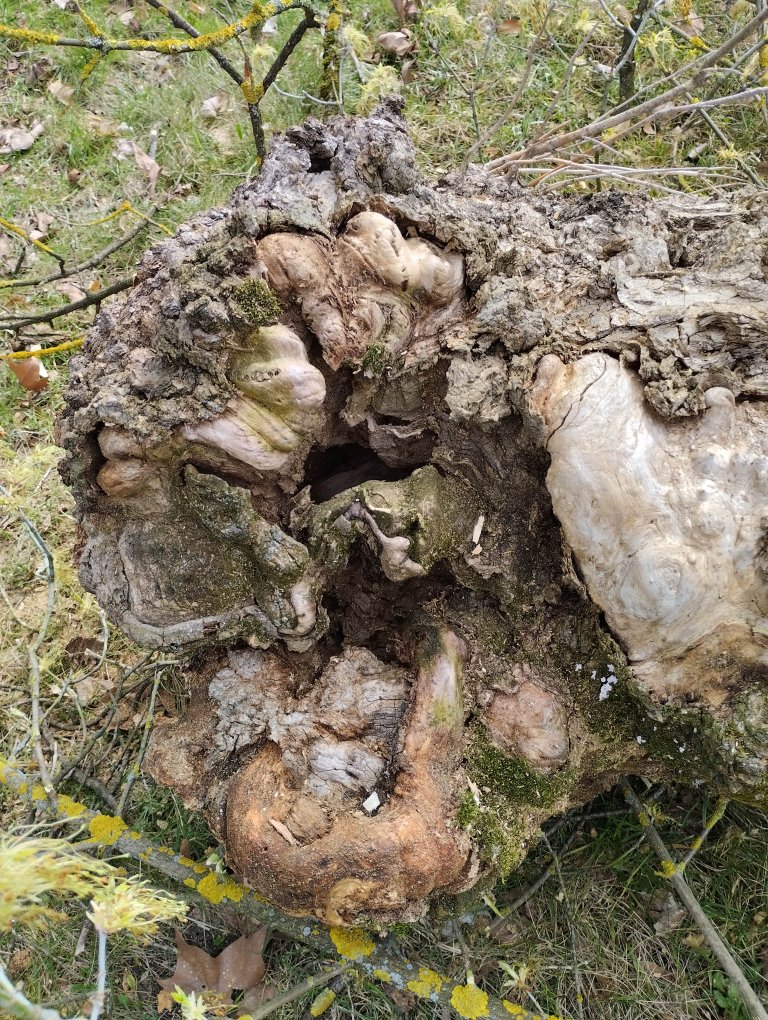 Kácené stromy byly ve špatném stavu