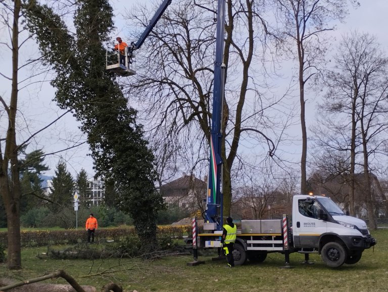 Kácené stromy byly ve špatném stavu