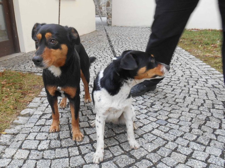 Dva psy - křížence černo-hnědé resp. černo-bílé barvy odchytli strážníci MP 1. března v Purgešově ulici.