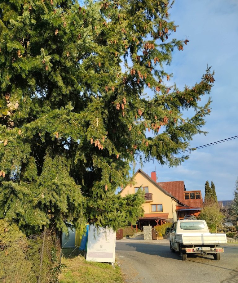 Přerostlá zeleň