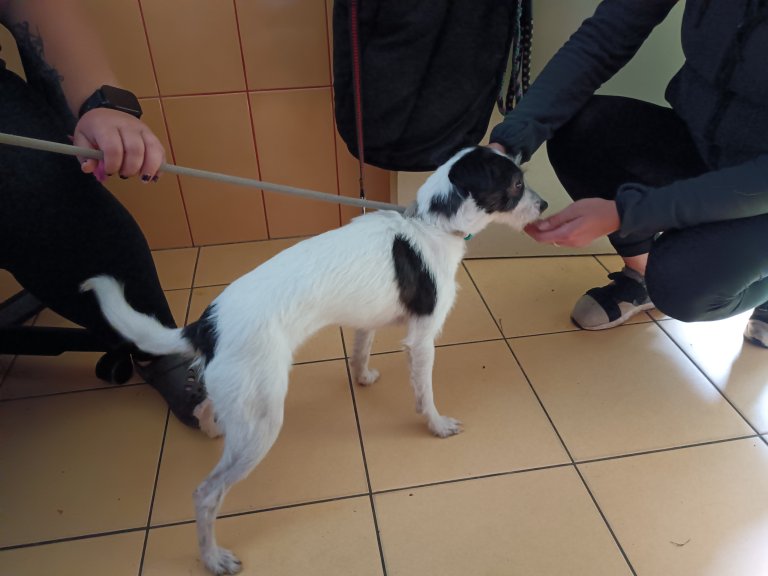 V neděli 06 .07. odpoledne byl v Jungmannově ulici v Hranicích odchycen pes  rasy Jack Russell bílé barvy.  Pes byl odvezen do psího útulku v Olomouci.