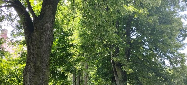 Fuskovu promenádu čekají ořezy odbornou firmou