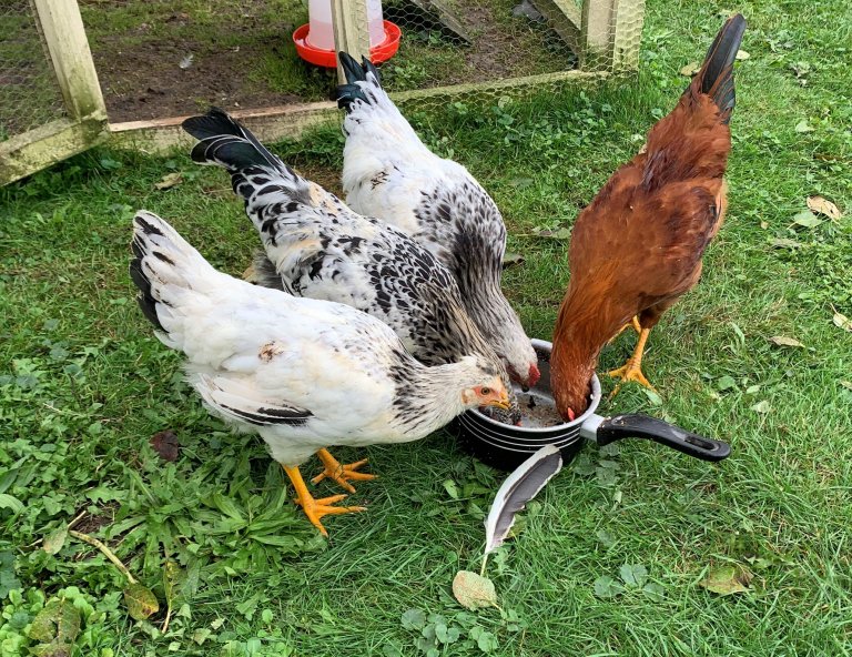 Tyto slepice žádnou chřipkou netrpí