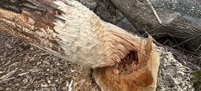 Bobr se přestěhoval z Kuchyňky na Ludinu