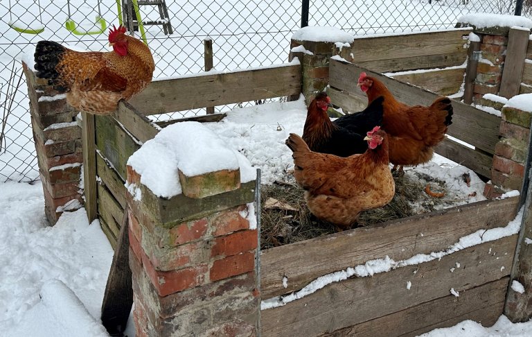 ilustrační foto - kur domácí