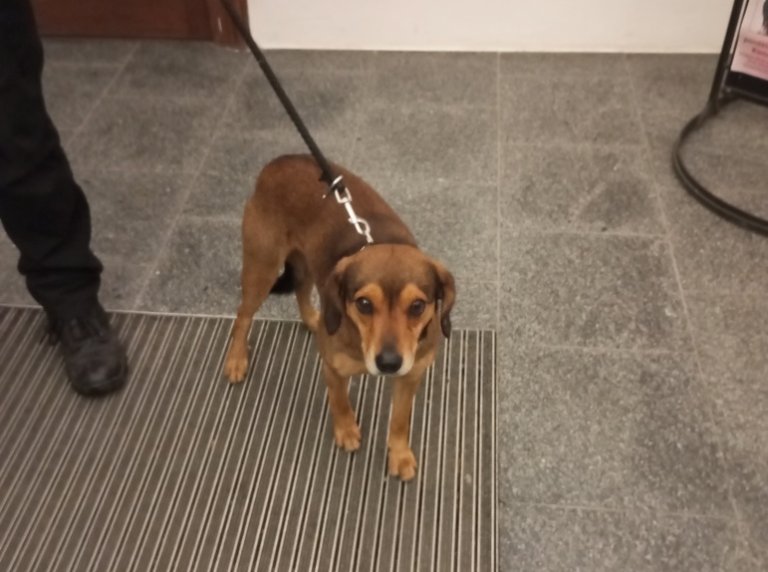 Ve čtvrtek 22. 01. večer byl odchycen pes - kříženec hnědé barvy střední velikosti.  Následující den byl pes převezen a předán do psího útulku v Olomouci.