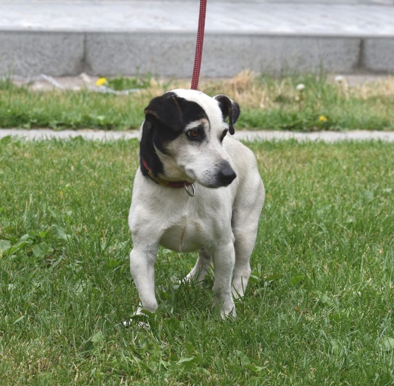 Jack Russell