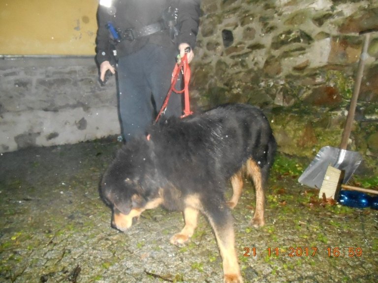 V úterý 21. listopadu odpoledne odchytli strážníci městské policie v obci Velká psa. Jedná se o  křížence  - fenu černé barvy. Pes byl ve čtvrtek 23. listopadu odvezen do psího útulku v Olomouci.