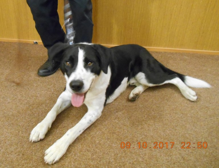 Večer 9. října odchytli strážníci na Tř. 1. máje psa bez identifikačního čipu. Pes, podobný plemeni Border kolie byl odvezen 11. října do psího útulku v Olomouci