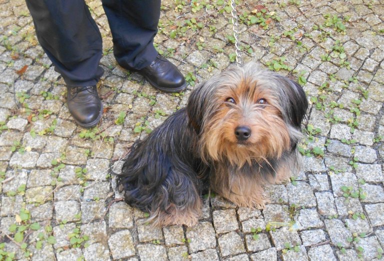 V pondělí 16. října odchytli strážníci u cementárny v Hranicích křížence menší velikosti. Pes bez identifikačního čipu byl v úterý 17. října odvezen do útulku v Olomouci.