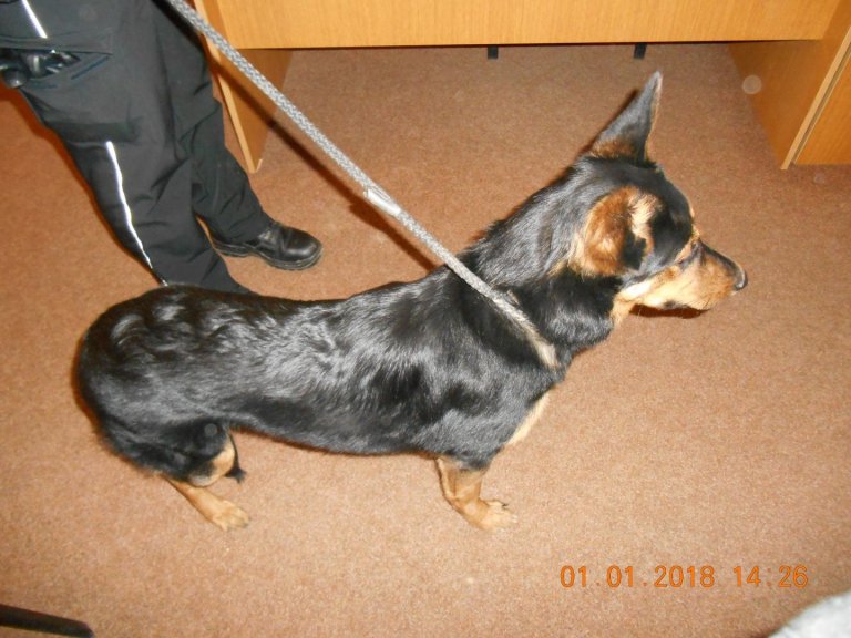 V pondělí 1. 1. 2018 odpoledne byl odchycen na Nádražní ulici v Hranicích pes. Jednalo se o křížence hnědo-černé barvy. Pes byl následující den odvezen do psího útulku v Olomouci.