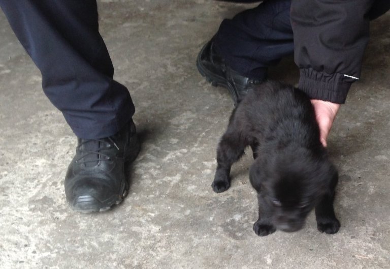 V neděli 28.ledna odvezli strážníci do psího útulku v Olomouci štěně, které bylo nalezeno předcházející den v ulici Maxe Švabinského v Hranicích.