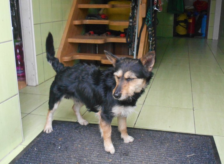 V pátek 20. dubna dopoledne byl v Drahotuších v Lipnické ulici odchycen pes – kříženec hnědo-černé barvy. Pes byl odvezen do útulku v Olomouci.