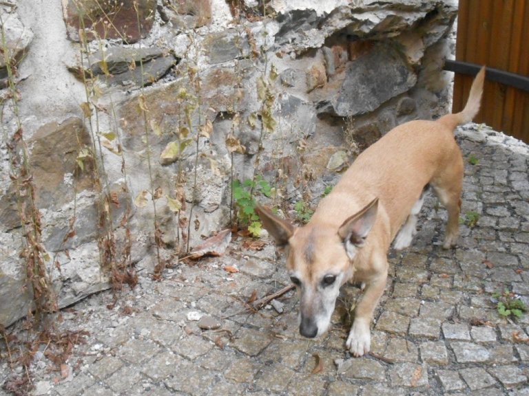 Strážníci odchytli  v sobotu 7. července v Hranicích v ulici U Splavu psa – křížence béžové barvy menší velikosti. Pes není opatřen identifikačním čipem a byl v pondělí odpoledne odvezen do psího útulku v Olomouci.