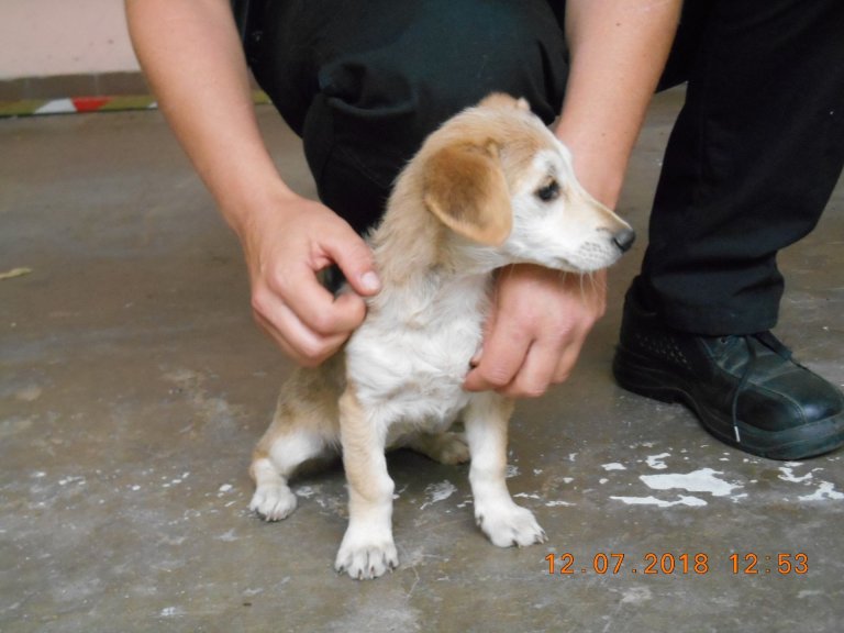 Ve středu 11.července odchytli strážníci v Drahotuších v ulici V Poli dvě štěňata. Psi byli odvezení ve čtvrtek 12.července do psího útulku v Olomouci.