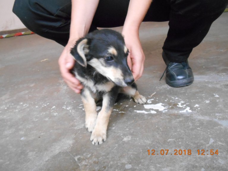 Ve středu 11.července odchytli strážníci v Drahotuších v ulici V Poli dvě štěňata. Psi byli odvezení ve čtvrtek 12.července do psího útulku v Olomouci.