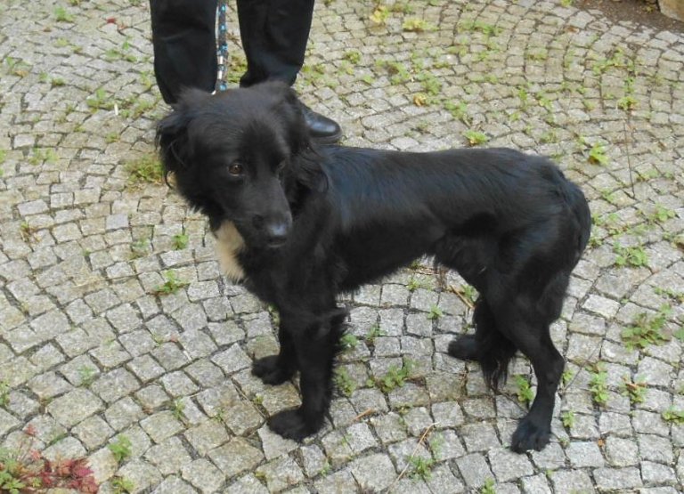 Dne 21. srpna  odchytli strážníci v Hranické ulici psa střední velikosti černé barvy. Pes byl odvezen 23. srpna do psího útulku v Olomouci.
