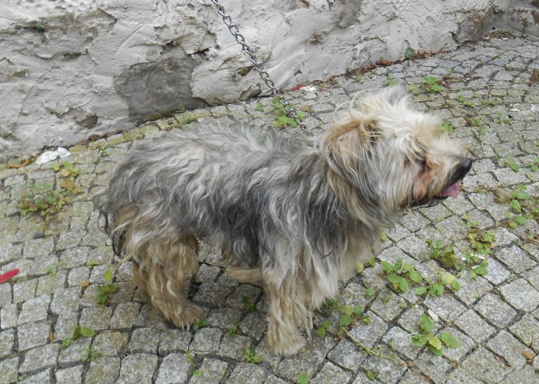 Dne 25. srpna byl v Teplické ulici odchycen kříženec hnědo-šedo-bílé barvy. Pes byl odvezen následující den  do psího útulku.