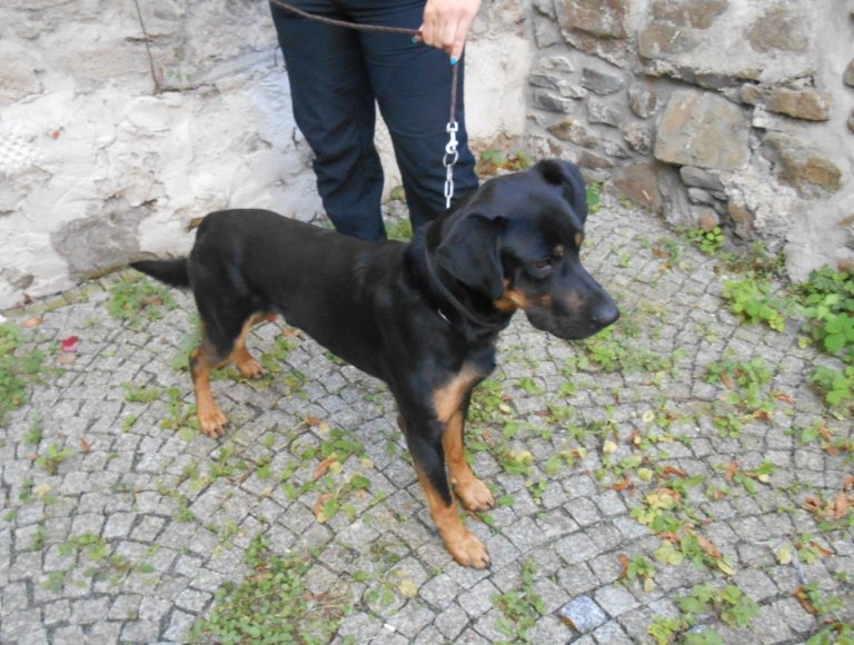 Dne 5. září odpoledne odchytli strážníci u splavu psa černo-hnědé barvy střední velikosti. Pes byl v pátek 7. září odvezen do psího útulku v Olomouci.