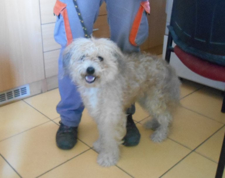 V sobotu 8. září odpoledne byl ve Velké odchycen bílý  pes. Pes byl v pondělí odvezen do psího útulku v Olomouci.