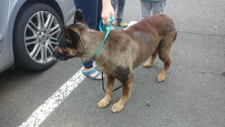 V neděli 23. září odpoledne odchytli strážníci v Jižní ulici křížence hnědé barvy. Pes byl následující den odvezen do psího útulku v Olomouci.