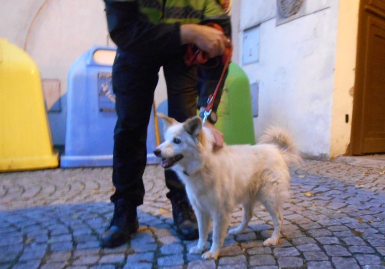 Ve čtvrtek 4. října po obědě odchytli strážníci na náměstí Osvobození v Drahotuších menšího křížence bílé barvy. Pes byl následující den převezen do psího útulku v Olomouci.
