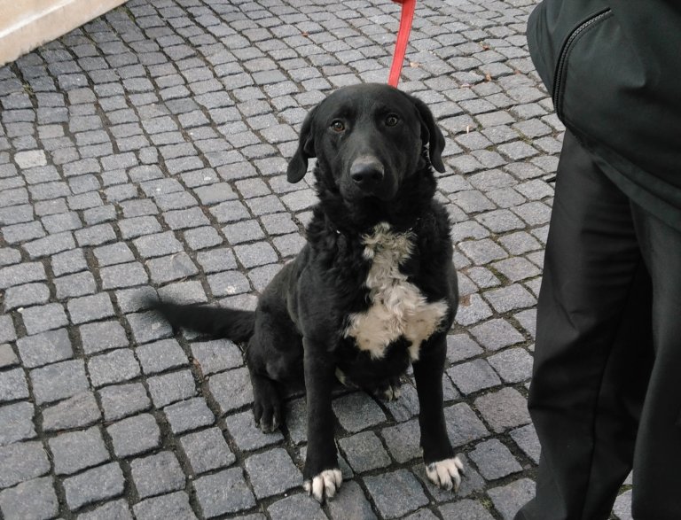 V pondělí 11.února odchytli strážníci poblíž Teplic nad Bečvou většího psa černé barvy. Pes byl následující den odvezen do psího útulku v Olomouci.