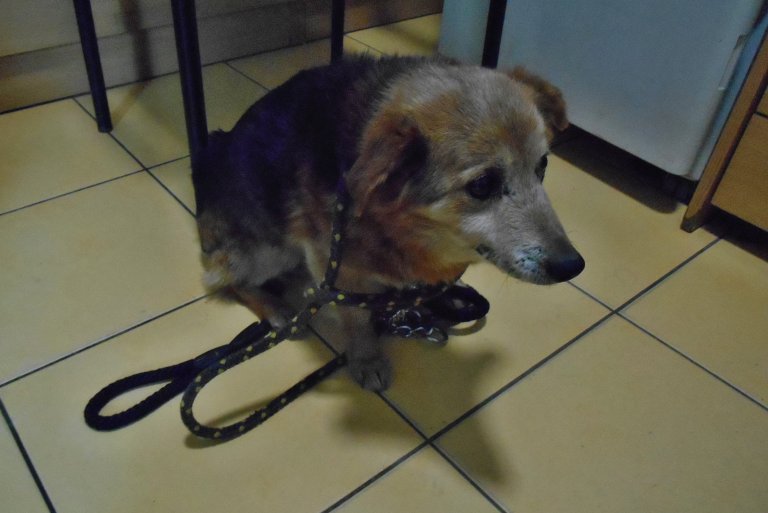 Ve středu 27. března odpoledne odchytli strážníci v obci Slavíč psa - křížence střední velikosti hnědé barvy. Pes byl následující den odvezen do psího útulku v Olomouci.