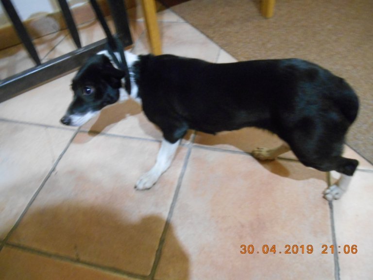 V úterý 30. dubna v 21.45 hodin odchytli strážníci v Jaselské ulici fenu křížence černo-bílé barvy menší velikosti.  Pes byl ve čtvrtek dopoledne převezen do psího útulku.
