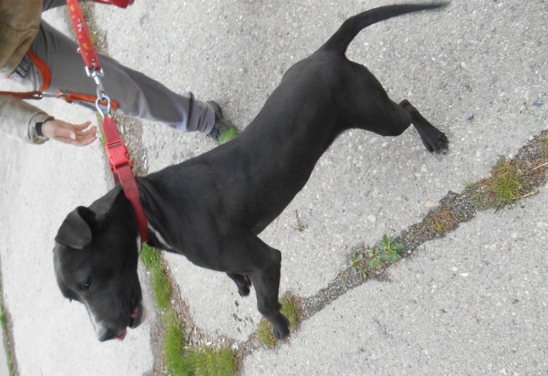 Strážníci městské policie odchytli v sobotu 4. května ráno na Pernštejnském náměstí volně pobíhající černou fenu rasy pitbul. Pes byl v pondělí 6. května odvezen do psího útulku.