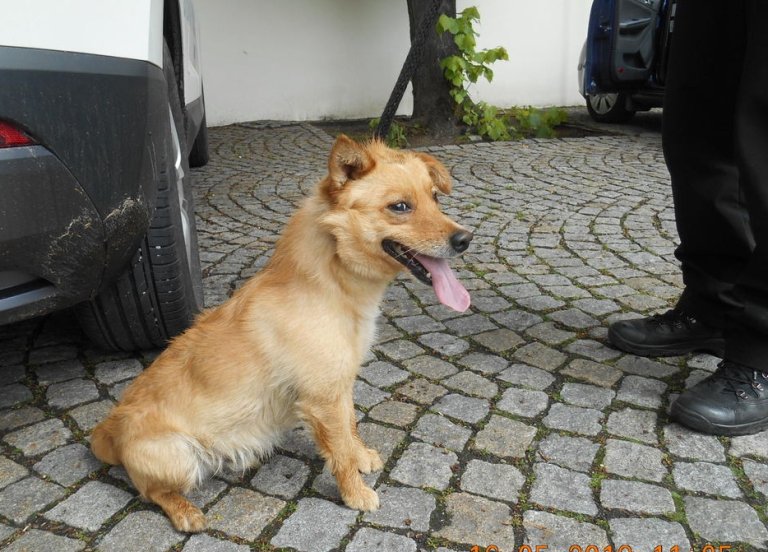Ve čtvrtek 16. května dopoledne chytili strážníci městské policie v Trávnické ulici křížence světle hnědé barvy bez identifikačního čipu. Pes byl téhož dne v odpoledních hodinách odvezen do psího útulku v Olomouci.