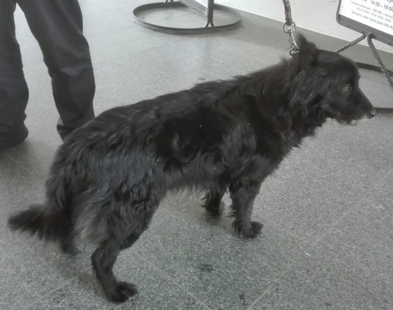 Dne 18. července dopoledne byl ve Valšovicích odchycen kříženec černé barvy. Tento pes byl následující den odvezen do psího útulku v Olomouci.