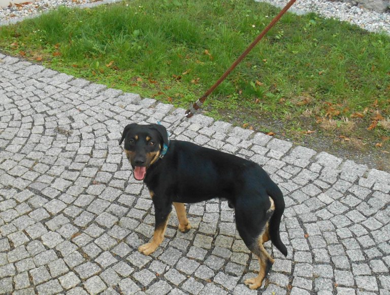 Ve středu 28. srpna odchytli strážníci MP na Hranické ulici křížence černo-hnědé barvy. Pes byl odvezen do psího útulku v Olomouci.