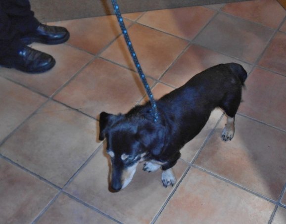 Ve středu večer 25. září odchytli strážníci městské policie ve Farní ulici v Hranicích křížence jezevčíka, který neměl identifikační čip. Pes byl druhý den odvezen do psího útulku v Olomouci.