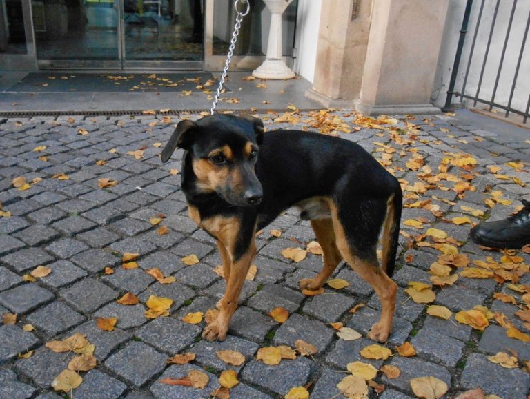 Strážníci odchytili v neděli 6. října odpoledne na Mostní ulici volně pobíhajícího psa - křížence černohnědé barvy střední velikosti. Pes byl následujícího dne odvezen do psího útulku v Olomouci.