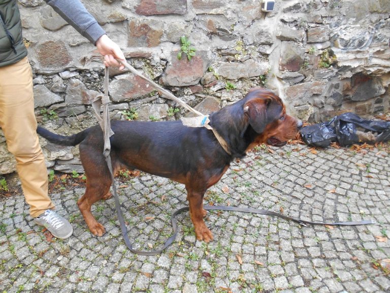 Ve čtvrtek 28.listopadu dopoledne odchytli strážníci poblíž Teplic nad Bečvou rotvajlera hnědo-černé barvy. Pes byl odvezen do psího útulku v Olomouci.