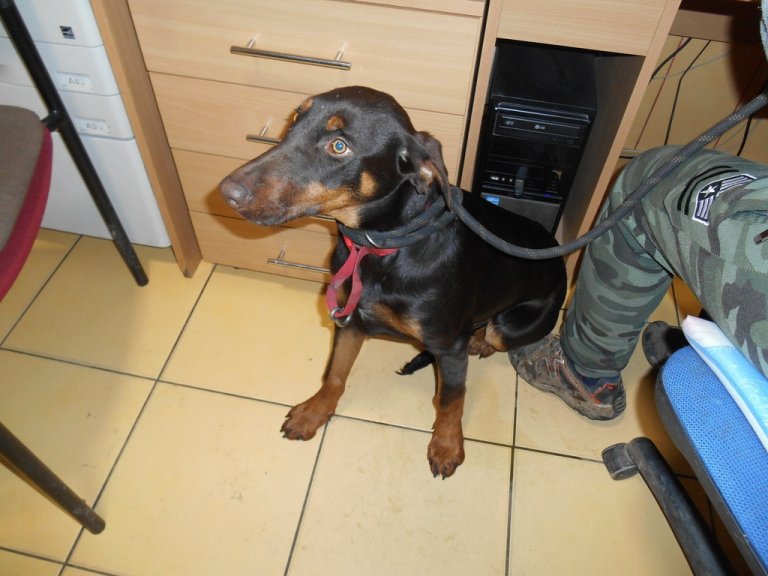 Opět ve čtvrtek 28.listopadu dopoledne odchytli strážníci na sídlišti Hromůvka křížence hnědo-černé barvy.Pes byl odvezen do psího útulku v Olomouci.