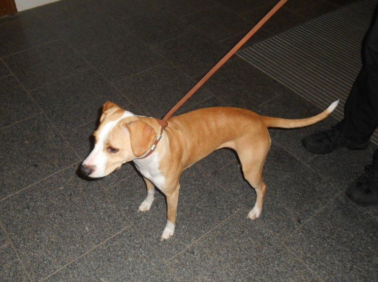 V noci 22. srpna byl v Radniční ulici odchycen kříženec hnědobílé barvy bez identifikačního čipu. Pes byl odvezen do psího útulku.