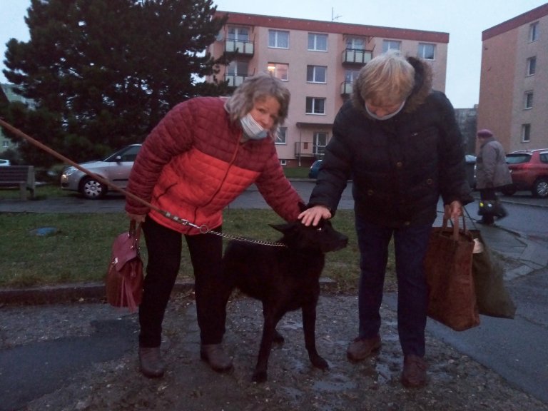 Strážníci odchytli 22.12.2020 v odpoledních hodinách v ulici Pod Lipami psa černé barvy střední velikosti. Tento pes byl téhož dne odvezen do psího útulku v Olomouci.