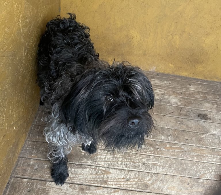 V úterý 18. května večer byl u obce Velká odchycen kříženec knírače bez čipu. Pokud se nepřihlásí majitel, tak pes bude ve čtvrtek odvezen do psího útulku v Olomouci.