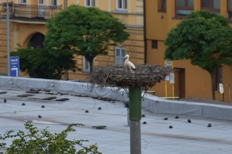 Čapí mládě čeká na přílet někoho s večeří