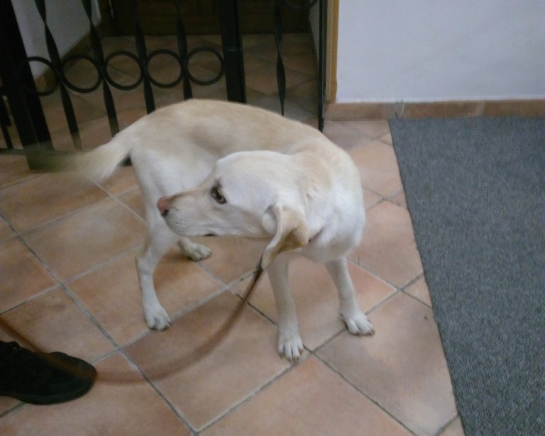 Ve středu 7.9.  večer byl odchycen na Tř. 1. máje labrador bílé barvy střední velkosti. Pes byl dne 9.9.2022 odvezen do psího útulku v Olomouci.